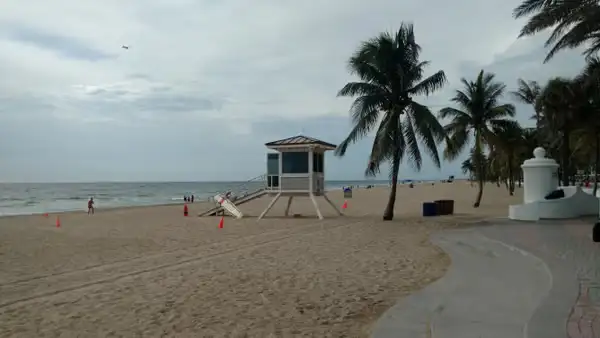 Iguanas